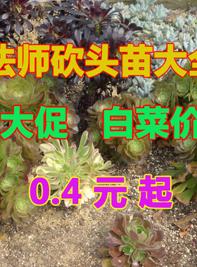 砍头苗红覆轮多肉植物美杜莎