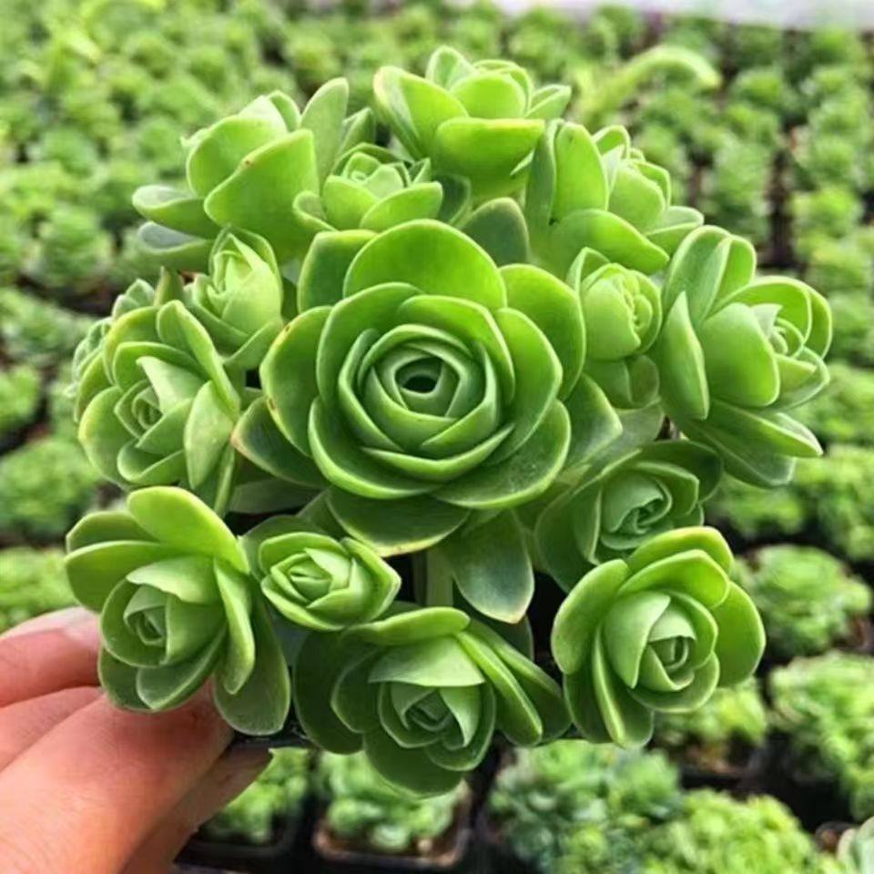 山地玫瑰多头群生老桩多肉植物