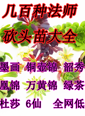 多肉植物粉女巫欧嘉丽美杜莎水墨画维娜斯铜壶锦缀化法师锦砍头苗