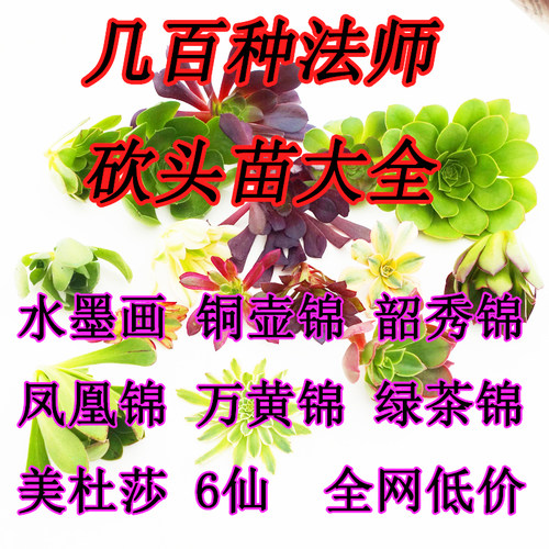 法师锦缀化砍头苗多肉植物粉女巫