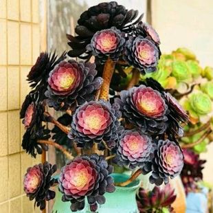 多肉植物圆叶黑法师绿羊绒黑铜壶万圣节粉女巫白凤法师老桩手捧花