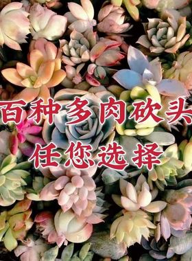 多肉植物砍头苗熊童子吸财树桃蛋山地玫瑰黑法师香草巧克力方砖