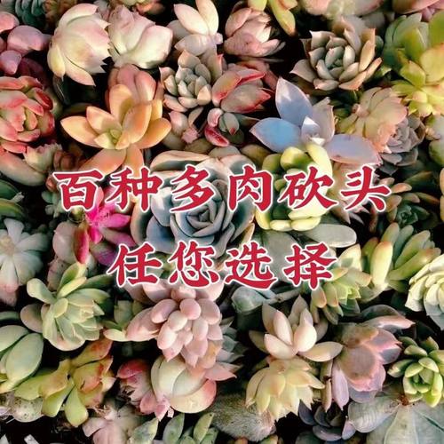 多肉植物吸财树香草黑法师熊童子