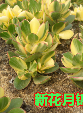 落日之雁 新花月锦 多肉植物 星爆  吸财树 艳日伞老桩多肉组合盆
