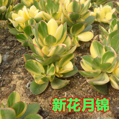 落日之雁新花月锦星爆艳日伞老桩