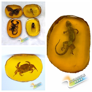 虫琥珀价格 虫琥珀图片 星期三 虫琥珀价格 虫琥珀图片 星期三