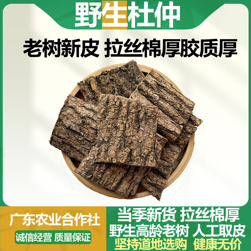 四川旺苍老树厚皮杜仲中药材野生正品丝棉皮胶木皮杜肿煲汤泡酒