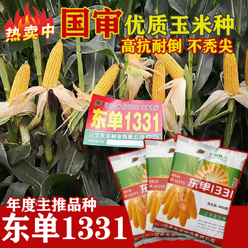 东单1331国审高产玉米种子大棒抗旱耐涝抗盐碱适广性强密植玉米孑 - 实物图