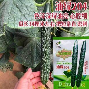 德惠农油绿204油亮露地黄瓜种子极耐热青肉短把密刺春夏秋瓜果籽