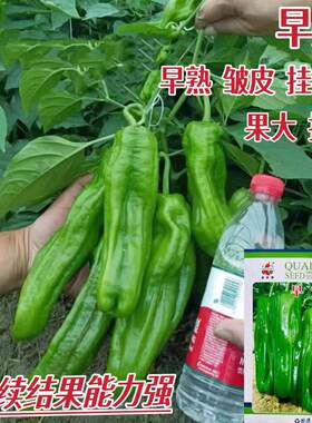 萧研早冠 薄皮椒种子 薄皮大果早熟高产抗病商品性佳 农家春秋播