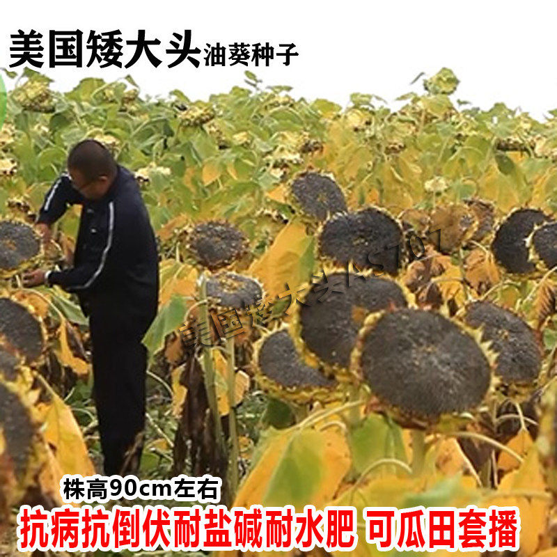 美国矮大头AS707 油葵种子向日葵矮杆高油大盘榨油葵花油葵种籽孑