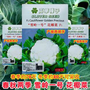 雪岭一号松花菜种子中早熟耐寒雪白花椰菜种籽春秋季高产抗病花菜