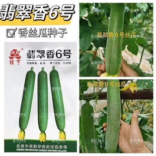 翡翠香6号 短棒油皮杂交丝瓜种子高产抗病油亮丝瓜籽大田种子
