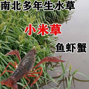 小米草种子 水草鱼虾蟹牧草籽雀叶稗湖南稷子 高产耐水淹耐旱