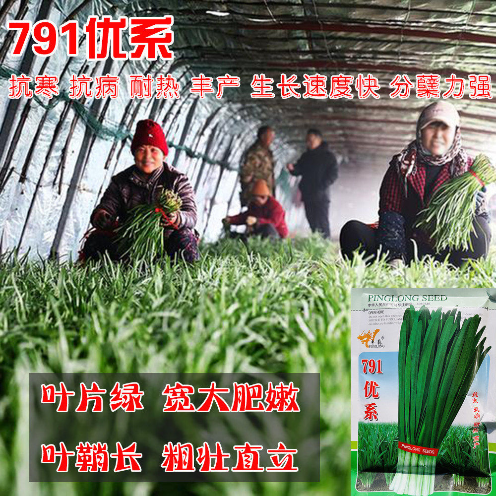 河南791韭菜种子大叶高产耐寒大棚基地保护地播种韭菜籽蔬菜种子