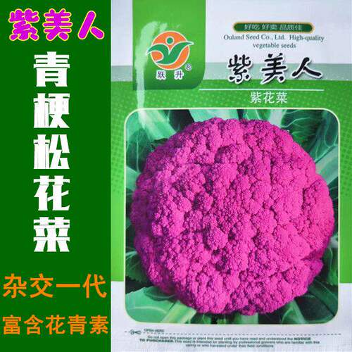 紫美人紫花菜种子青梗白花松花菜花椰菜大棚盆栽四季农家蔬菜种籽