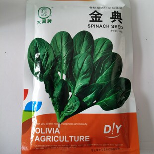 孑波菜夏播种子耐热菠菜王超秋季蔬菜种籽春夏季夏子籽种高产四季