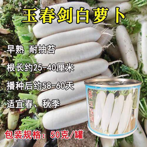 玉春剑 早熟白萝卜种子 四季播 耐抽薹种籽 高产抗病蔬菜大田种孑