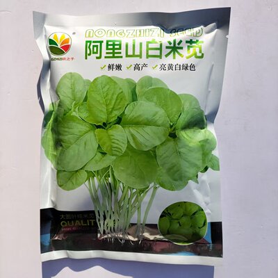 阿里山白米苋菜种子亮黄白绿色耐热性好速生叶圆阔大白苋种籽清甜