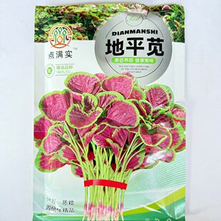 点满实苋菜种子地平苋红绿相间红苋菜种子花园蔬菜种子盆栽野苋菜