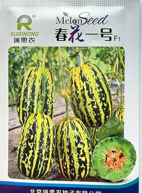 春花一号F1中熟薄皮甜瓜种子果实棒型肉绿色瓤色橙红甜度高春季播