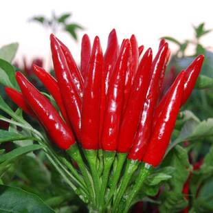 四季种子阳台籽种盆栽食用高产孑苗超辣辣椒秧种植朝天椒秧苗种籽