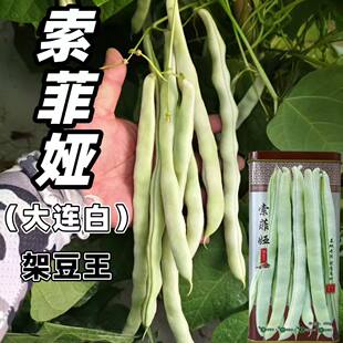 索菲娅架豆王种子中熟大连白芸豆扁圆豆角种籽丰产抗病四季豆无筋