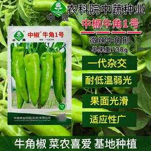 中椒牛角1号 牛角椒种子微辣辣椒种子耐低温弱光大果高产辣椒籽种