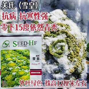 关氏雪皇乌塌菜种子特矮黄心乌种籽极耐寒黄心乌塌菜种子乌塌菜籽