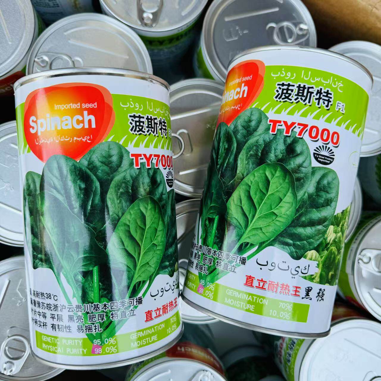 菠斯特TY7000菠菜种子直立耐热王抗病四季菠菜种籽黑亮肥厚耐抽苔