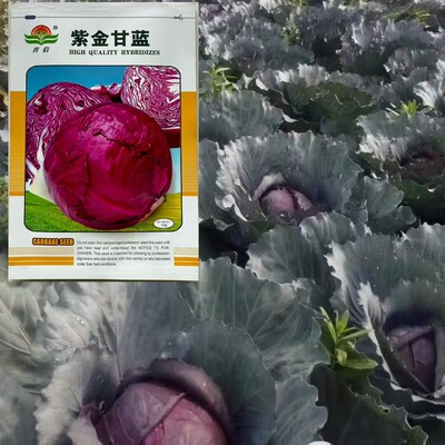紫金甘蓝种子长势强叶球圆形紫红色大头蔬菜种籽耐储运春夏秋季播