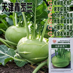 天津青苤蓝种子白苤蓝疙瘩大头菜特大高产球茎甘蓝四季蔬菜种孑