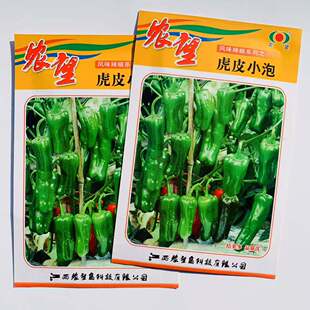 农望虎皮小泡辣椒种子极早熟耐低温皮薄挂果多灯笼形虎皮辣椒种籽