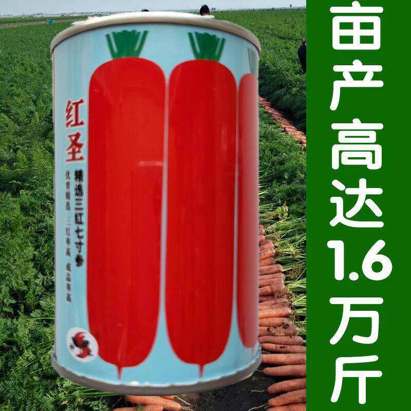 神禾红圣胡萝卜种子甜脆高产夏季秋季易播种农家胡萝卜籽蔬菜种子