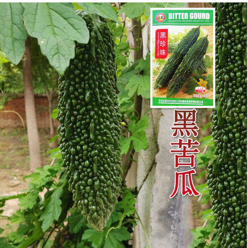 黑珍珠苦瓜种子疙瘩黑苦瓜种籽墨绿色大肉绿苦瓜台湾特大高产