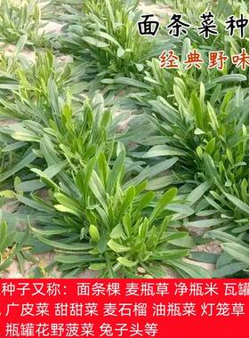 面条菜种子面条棵麦瓶草瓦罐香炉草梅花瓶广皮菜兔子头春秋两季播