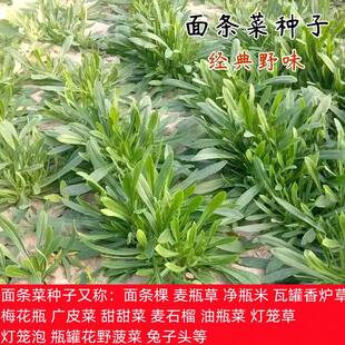 面条菜种子面条棵麦瓶草瓦罐香炉草梅花瓶广皮菜兔子头春秋两季播