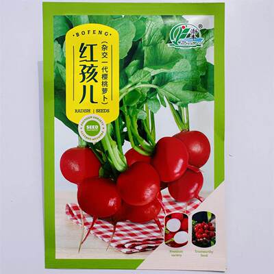 红孩儿杂交极早熟樱桃萝卜种子一代樱桃萝卜种子红皮水萝卜种子籽