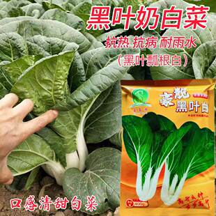 豪靓黑叶白青菜种子黑叶白梗小白菜种子口感清甜黑绿白杆青菜种子