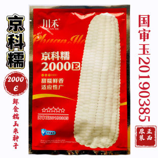 京科糯2000白甜糯玉米种子高产抗病大棒甜粘糯玉米种籽农家春秋播