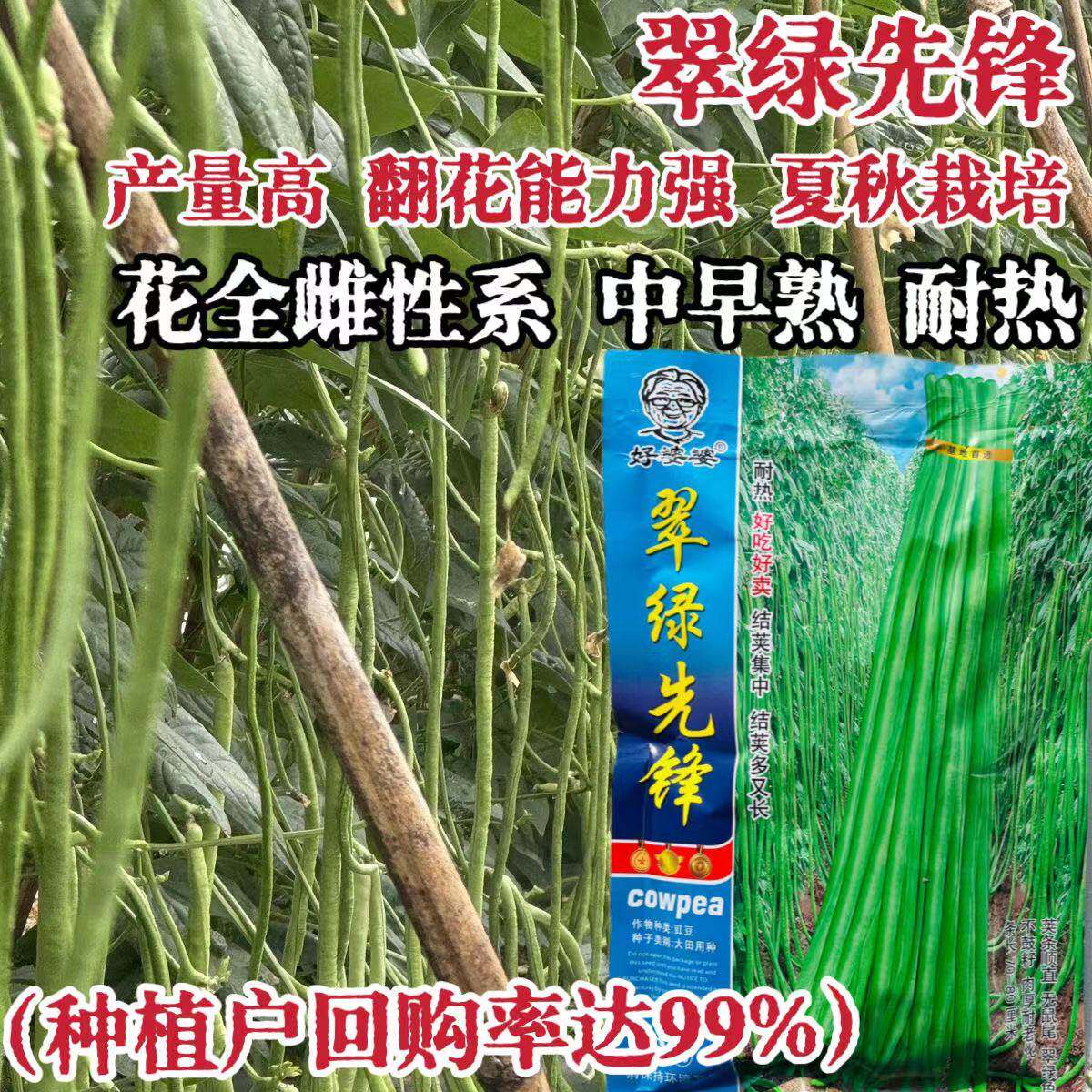 翠绿先锋长豇豆种子耐热长豆角种子翠嫩绿条夏季秋季种植蔬菜种子