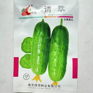 绿领清萃水果黄瓜种子 短棒型小黄瓜节节瓜 脆甜爽口小青瓜种子