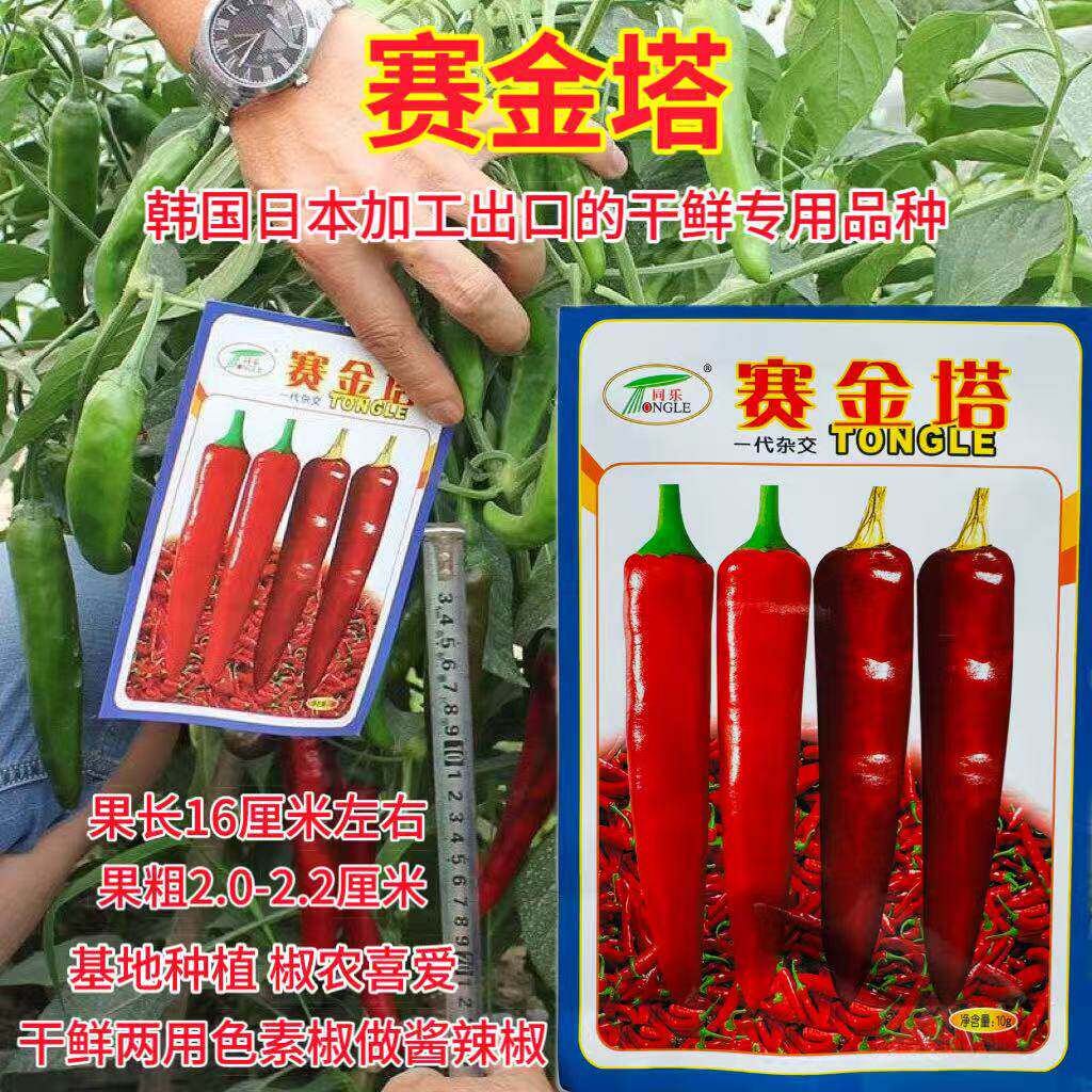 同乐赛金塔辣椒种子朝天椒种籽早熟中厚皮辣味强干鲜两用蔬菜种籽