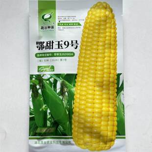 一代杂交水果玉米种子鄂甜玉9号黄甜糯玉米种子高产大棒玉米种籽