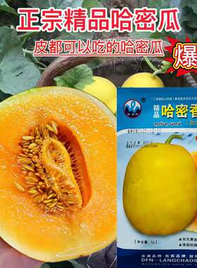 浪潮哈密香甜瓜种子早熟果实皮黄色肉质酥嫩爽口香甜纯正香瓜种子