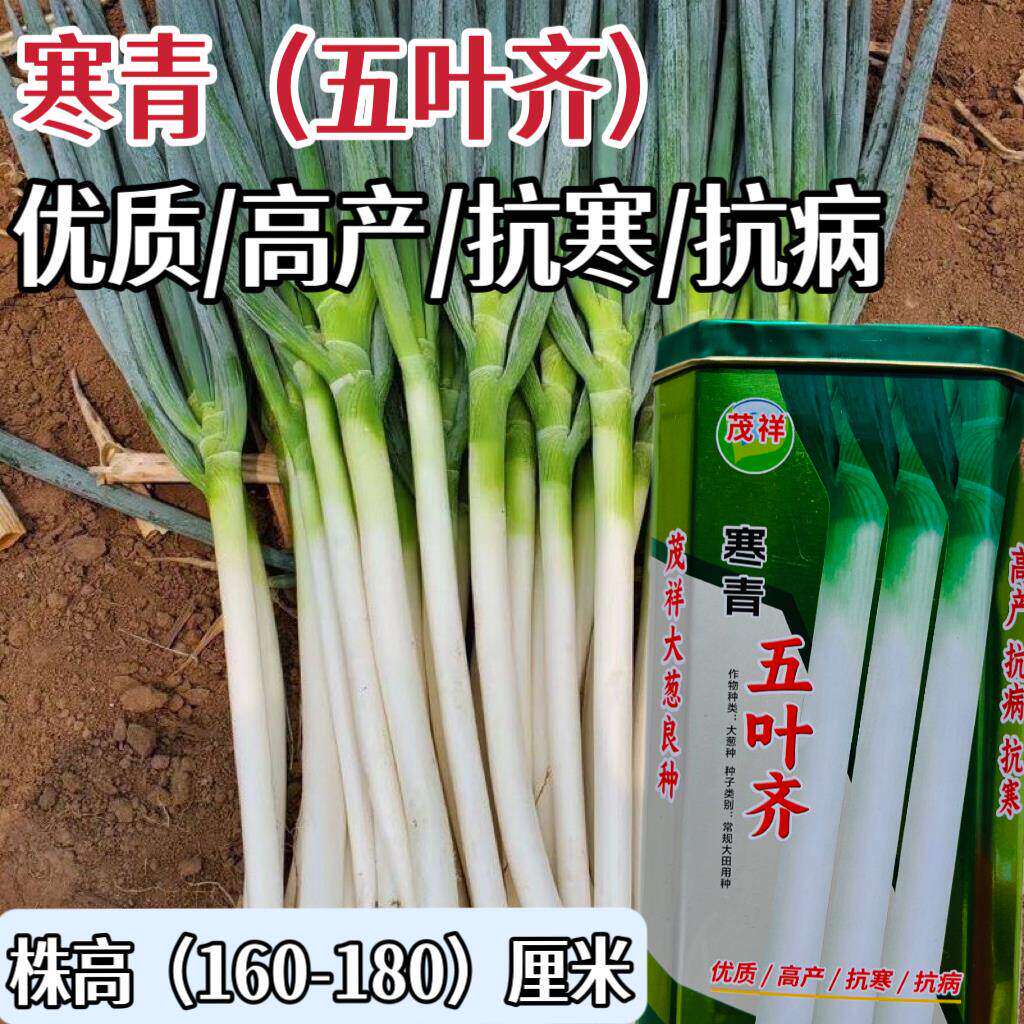 寒青五叶齐大葱种子白根宽叶大葱种子耐寒抗病高产大葱种子蔬菜种