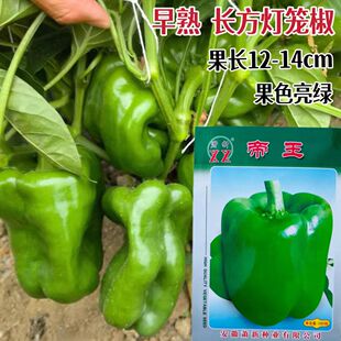 灯笼椒种子早熟新品种萧新帝王甜椒四季杂交辣椒籽菜四季阳台蔬菜