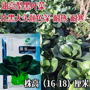 青菜种子合丰黑宝四倍体苏州青丰产耐热四季田园春夏秋季播蔬菜种