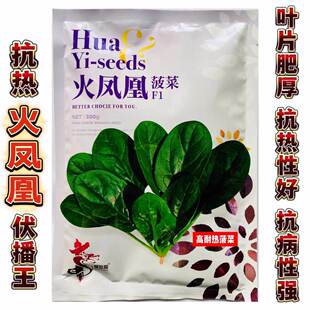 夏播火凤凰菠菜种子夏秋季耐热圆叶大叶菠菜四季青菜种籽蔬菜种孑