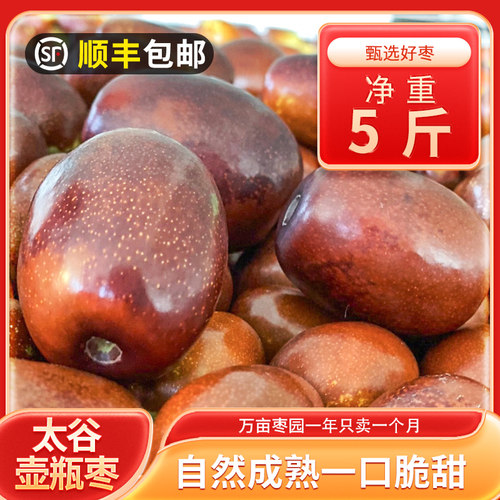 兴谷壶瓶鲜枣新鲜现摘壶瓶枣